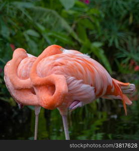 two pink flamingos sleep on one leg are awakening