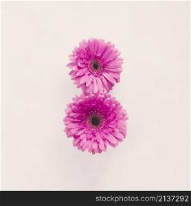two pink gerbera flowers white table