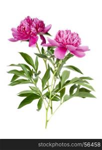 two pink peony flower on a white background. two peony flower