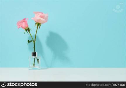 two pink roses in a glass vase on a blue background, copy space