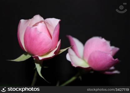 Two pink roses on a black background