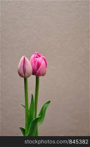 Two pink tulips against a white background
