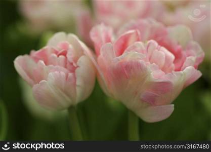 Two pink tulips (shallow DOF)
