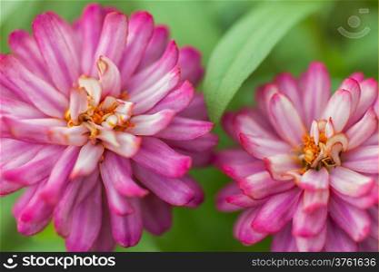 Two pink zinnia flowers on green background