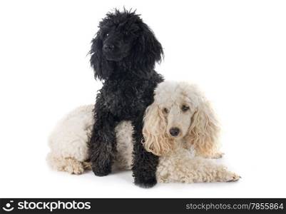 two poodle in front of a white background