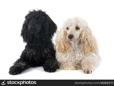 two poodles in front of a white background