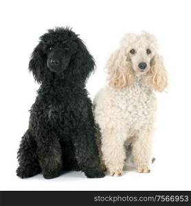 two poodles in front of a white background