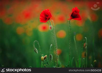 two poppies in the field. Red poppy flowers against the sky. Shallow depth of field. two poppies in the field. Red poppy flowers against the sky. Shallow depth of field.