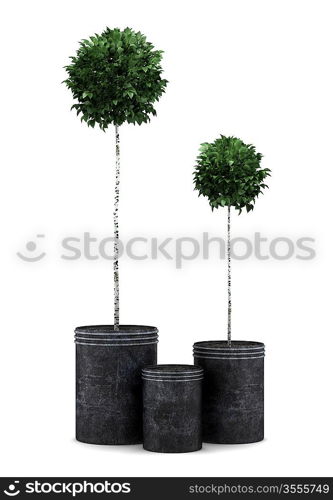 two potted birch trees isolated on white background