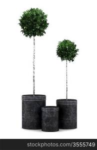 two potted birch trees isolated on white background