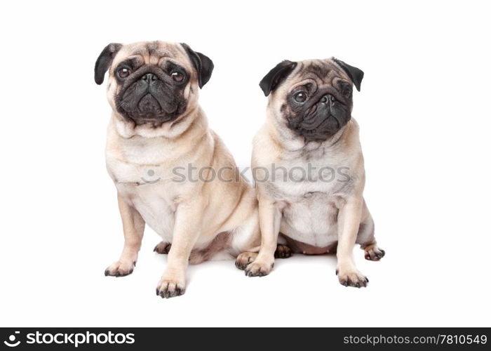 two pug dogs. two pug dogs in front of a white background