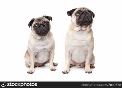 two pug dogs. two pug dogs in front of a white background