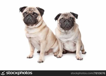 two pug dogs. two pug dogs in front of a white background