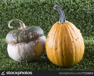 Two pumpkins over grass background, horizontal image