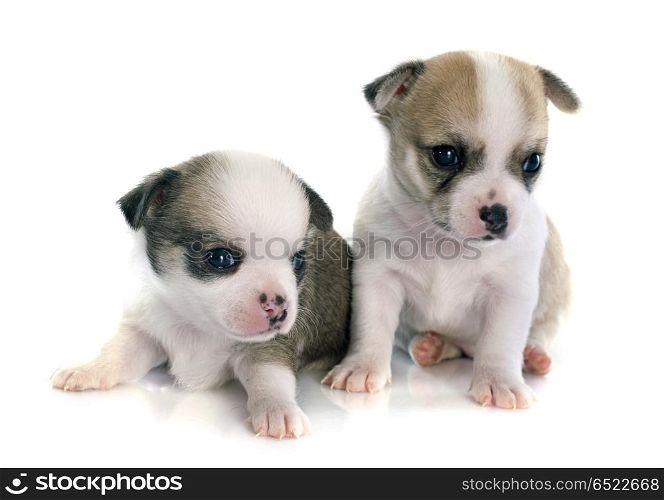 two puppies chihuahua in front of white background