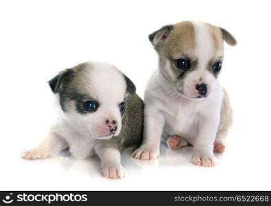 two puppies chihuahua in front of white background