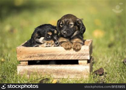 Two puppies dog a wooden crate on the grass