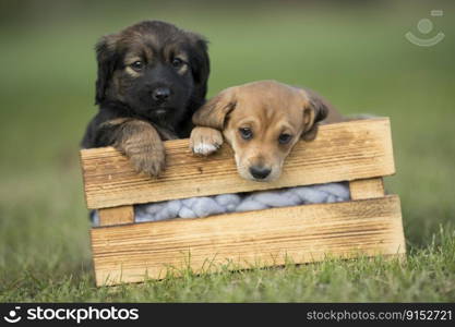 Two puppies dog a wooden crate on the grass