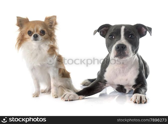 two puppies in front of white background