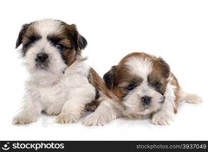 two puppies shitzu in front of white background