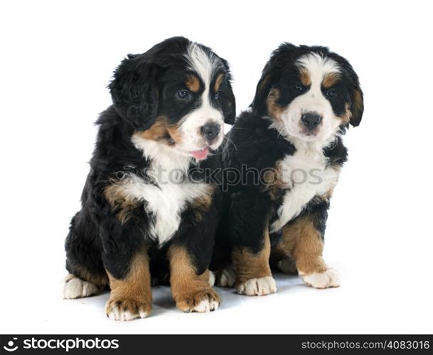 two purebred bernese mountain dog in front of white background