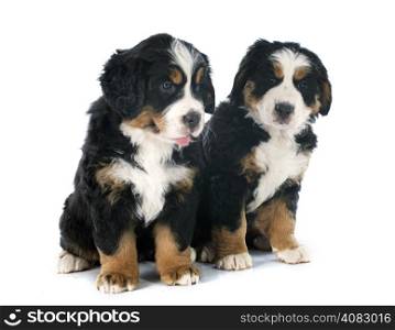 two purebred bernese mountain dog in front of white background