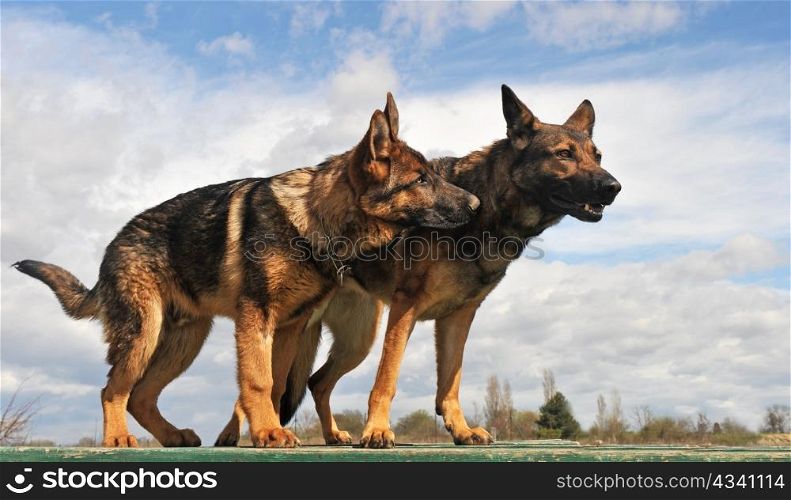 two purebred gray german shepherds upright: a female and a five month puppy