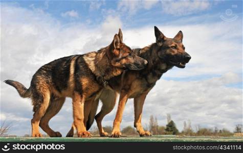 two purebred gray german shepherds upright: a female and a five month puppy