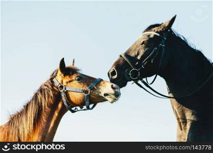 Two purebred horses on blue sky background. Sunset. Animals and nature. Heads close-up.. Two purebred horses on blue sky background