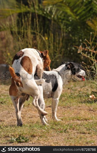 two purebred jack russel terrier making love in a garden