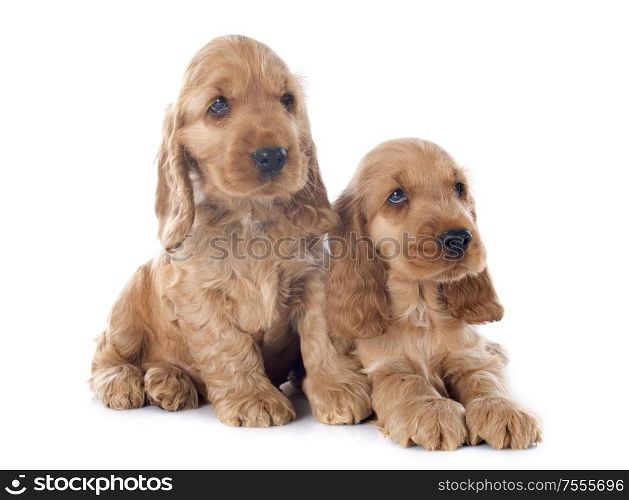 two purebred puppies english cocker in a studio