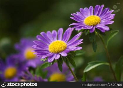 Two purple daisy-like flowers