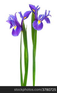 two purple iris on a white background