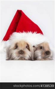 Two rabbits in the hat of Santa Claus on a white background