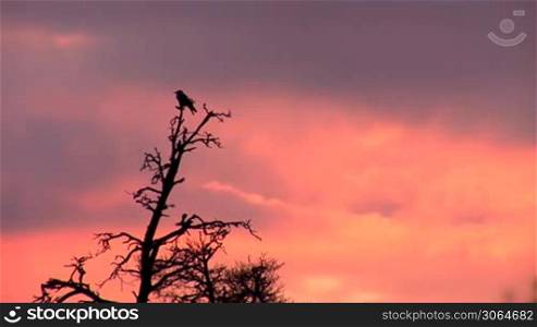 Two ravens sits at the top of the pines at sunset