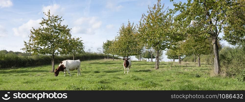 two red and white cows graze in orchard under blue sky in the dutch province of south limburg near valkenburg