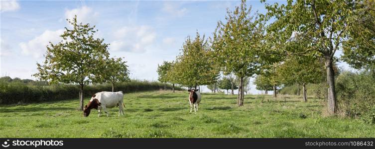 two red and white cows graze in orchard under blue sky in the dutch province of south limburg near valkenburg