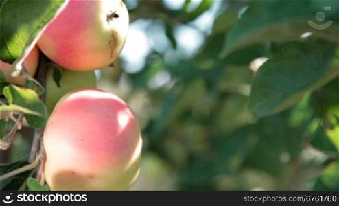 two red apples on a tree. Close-up
