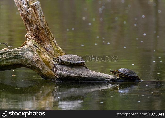 Two Red Eared Terrapin Turtles AKA Pond slider - Trachemys scripta elegans having a sunbath on driftwood fallen in water. Red Eared Terrapin Turtles AKA Pond slider - Trachemys scripta elegans