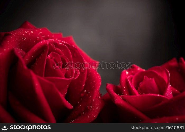 two Red Fresh Roses with Droplet on Petal. Couple Flower, Symbol of  Love and Valentines Day. CLoseup shot and Dark tone