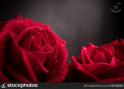 two Red Fresh Roses with Droplet on Petal. Couple Flower, Symbol of  Love and Valentines Day. CLoseup shot and Dark tone