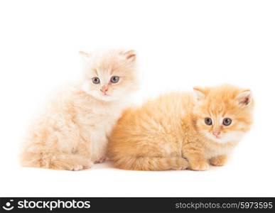 Two red kittens isolated on white background. Two red kittens