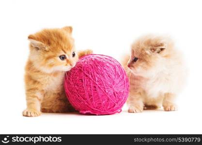 Two red kittens play with purple ball of yarn, isolated on white