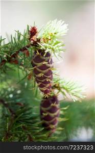 Two red pine cones hang from the green branch of a mountain evergreen tree.. Red Pine Cones