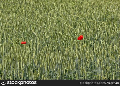 Two red poppy flowers in green wheat field