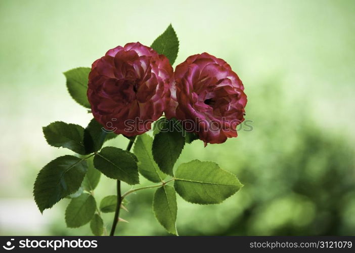 Two red roses alive in the garden