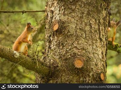 Two red squirrels playing around an old pine tree in a green forest