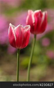 Two red tulips in the garden