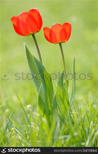 Two Red tulips on the green field
