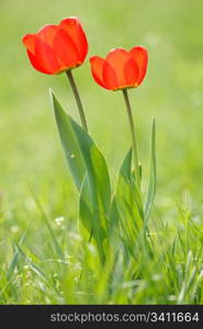 Two Red tulips on the green field